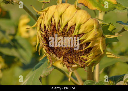 Disk of a sunflower ( Helianthus annuus ) with ray flowers Stock Photo