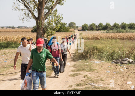 TOVARNIK, CROATIA - SEPTEMBER 19, 2015: Refugees walking through the fields near the Croatia Serbia border, between the cities of Sid Tovarnik on the  Stock Photo