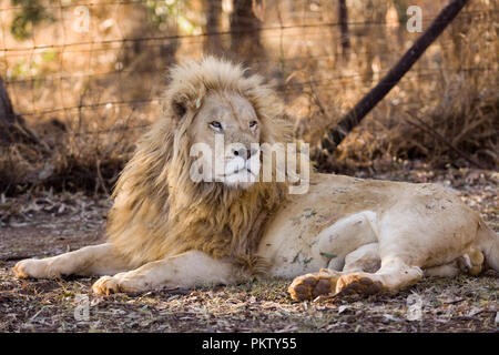 lion park in johannesburg in south africa Stock Photo