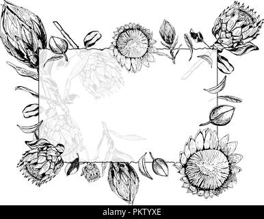 Transparent glass frame with king protea flowers, buds and leaves, vector illustration.  Protea, South Africa symbol, hand drawn in black and white. Stock Vector