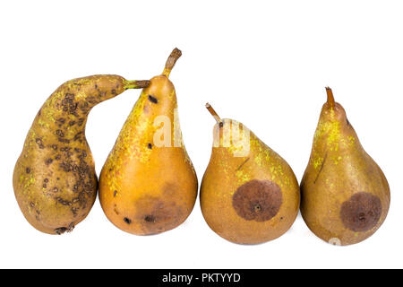 Four Worm pears Maggot Larva Eating Apple damaged on White Background Stock Photo