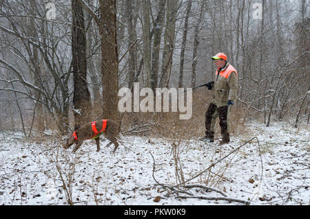 Upland game bird hunting in G. Thompson Wildlife Management Area in Northwestern Fauquier County Virginia. Here a hunter and his weimaraner dog hunts  Stock Photo