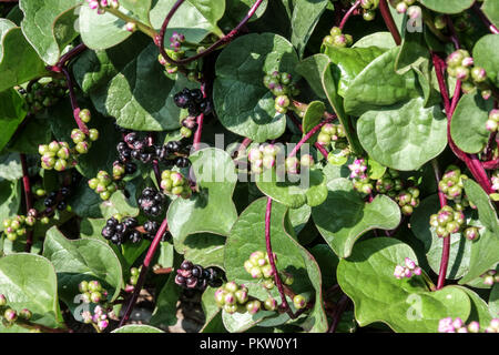 Basella rubra, Malabar Spinach, vine spinach, red vine spinach, climbing spinach, creeping spinach, edible leaves Stock Photo