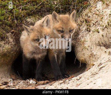 Red Fox kits in the entrance of the den  enjoying its surrounding. Stock Photo