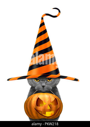 Cute cat in funny hat hold halloween pumpkin in the mouth - isolated on white Stock Photo