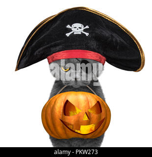 Cute cat in pirate hat hold halloween pumpkin in the mouth - isolated on white Stock Photo