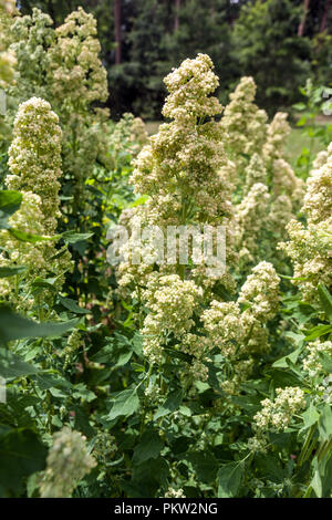 Quinoa, Chenopodium quinoa " Tenuco " Stock Photo