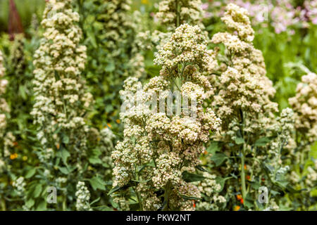 Quinoa, Chenopodium quinoa " Tenuco " Stock Photo