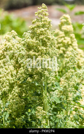 Quinoa, Chenopodium quinoa " Tenuco " Stock Photo