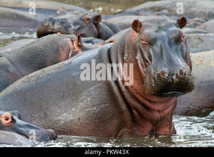 A hippo stares at the camera from the throng of hippo in a super pod at the Ikuu Springs in Katav National Park, one of the highest concentrations of  Stock Photo