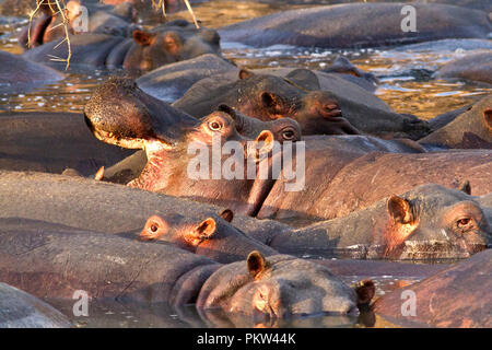A tightly pack pod of hippo wallow in a evaporating pool waiting for the dusk to bring cooler conditions to leave the cool of the mud to go out for a  Stock Photo