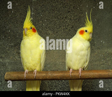 Couple of yellow cockatoo nymphs. Parrot breed Stock Photo