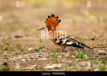 African Hoopoe Upupa africana Letaba Camp, Kruger National Park, South Africa 19 August 2018    Adult      Upupidae Stock Photo