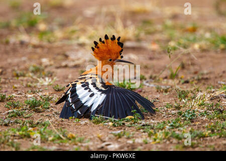 African Hoopoe Upupa africana Letaba Camp, Kruger National Park, South Africa 19 August 2018    Adult      Upupidae Stock Photo