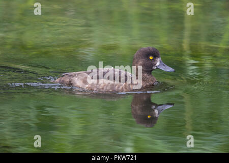 Female tufted duck (Aythya fuligula) swimming in a river Stock Photo