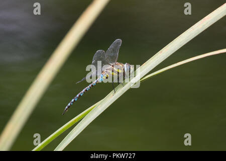 Migrant hawker dragonfly (Aeshna mixta) perched on reeds beside river Stock Photo