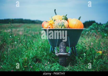 Different kind of pumpkins in wheelbarrow Stock Photo