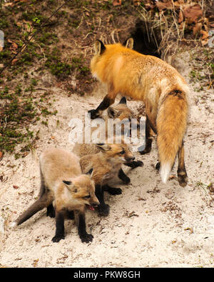 Red Fox mother and her kits enjoying its surrounding Stock Photo - Alamy