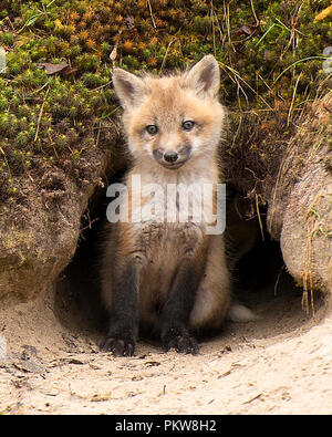 Red Fox kit in the front of the den enjoying its surrounding. Stock Photo