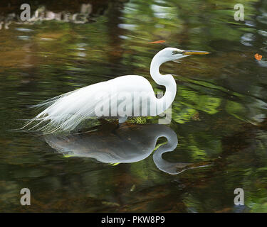 Great White Egret in the water and showing its beautiful reflecion in its environment. Stock Photo