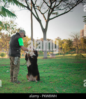 Dog trainer training a Bernese Mountain Dog, mastiff, in the park. Stock Photo