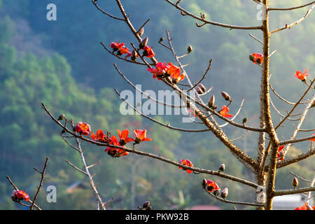 Tree Branches with Prolific Red Flowers of Bombax ceiba, Cotton Tree on Blue Sky Background Stock Photo