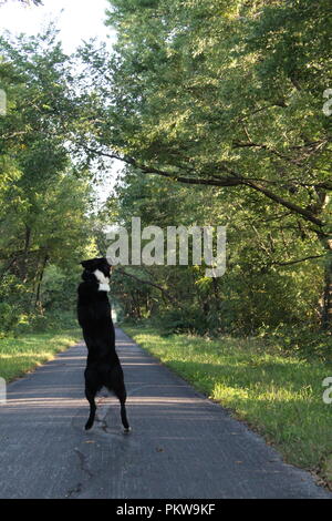 Border Collie at play with trees and green grass on walking path Stock Photo