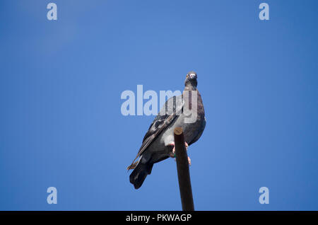 A sport mail pigeon of a gray color sits on a cross over the dovecot Stock Photo