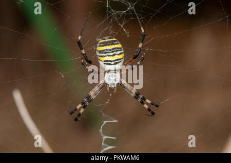 wasp spider, Argiope bruennichi, on web, Santpedor, Catalonia, Spain