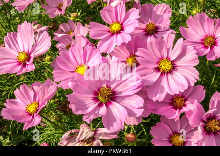 Pink Cosmos bipinnatus Sonata Pink Garden cosmos flower Mexican Aster Pink Flowers Garden Cosmos Flowerbed Annual Blooming Ornamental plant Flowering Stock Photo