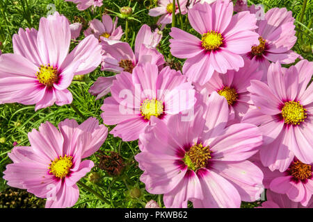 Pink Cosmos bipinnatus Flowers Pink Mexican aster Beautiful Garden flowers Annuals Cosmos Sonata Pink Flowers Garden cosmos Flower Bed Late Summer Stock Photo