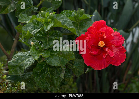 Red hibiscus flower on a green background Stock Photo