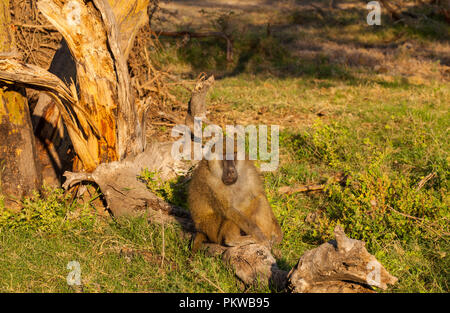 Image of monkey baboons in Amboseli National Park in Kenya Stock Photo