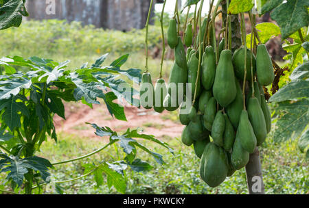 Green papaya male. Tree very full of male green papaya. Stock Photo