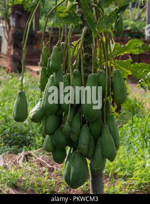 Green papaya male. Tree very full of male green papaya. Stock Photo