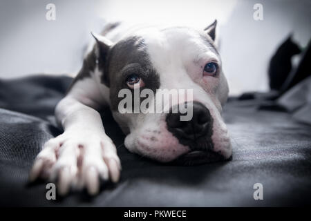 An American Staffordshire Terrier Pitbull dog lays on a blanket with bright backlighting and a sleepy exhausted wistful look on its face Stock Photo