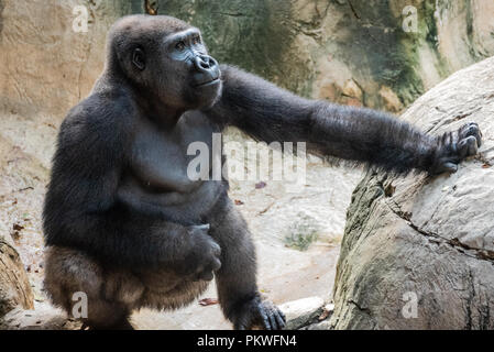 Large silverback western lowland gorilla resting for a moment at Zoo Atlanta in Atlanta, Georgia. (USA) Stock Photo