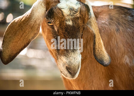 Nubian goat at the petting zoo in the Outback Station Children's Zoo within Zoo Atlanta near downtown Atlanta, Georgia. (USA) Stock Photo