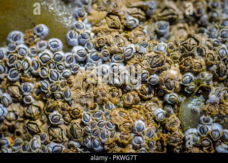 sea shells on rocks Stock Photo