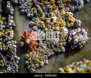 sea shells on rocks Stock Photo