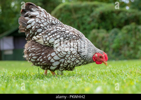 Pretty Wyandotte best of show hen chickens seen in a large domestic garden, near a pond in late spring. Stock Photo