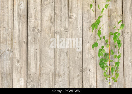old wooden background Stock Photo