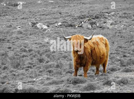 Highland cow. Stock Photo