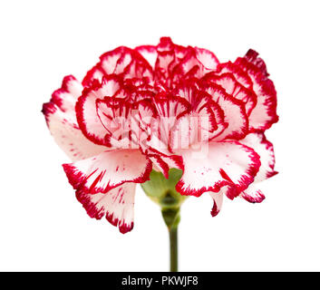 unusual variegated  carnation, white with red edges, isolated Stock Photo