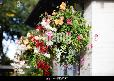 A hanging basket in full bloom full of bright colourful (colourful) flowers and plants on a summer's day Stock Photo