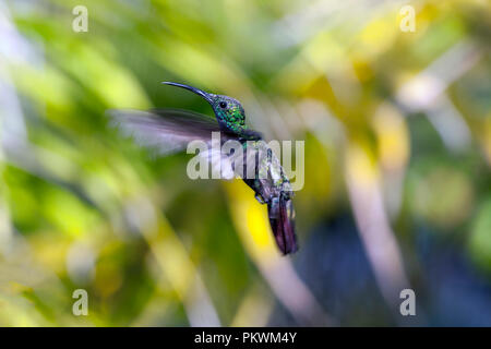 Emerald-chinned Hummingbirds ,Abeillia abeillei also known as Abeille's Hummingbirds - Stock Photo
