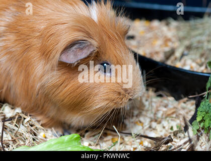 Cute red guinea pig eating salad leaf. Close up. Stock Photo