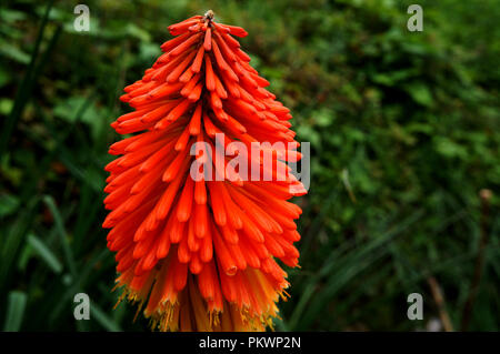 Kniphofia uvaria is also known as Torch lilly which is mostly found in the higher altitude region of asian countries . Stock Photo