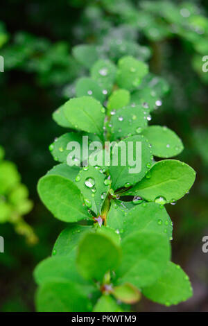 Rain drops on a long, green plant after a light storm in  Pennsylvania. Stock Photo