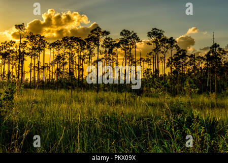 Setting sun in the Everglades National Park Stock Photo